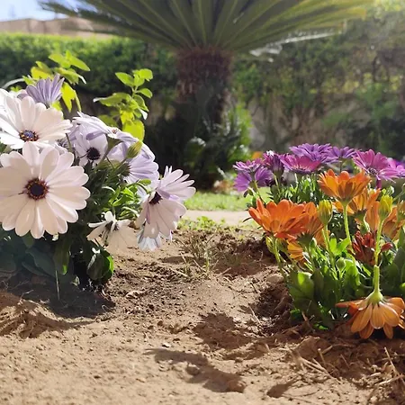 Katy's Garden Anzio
